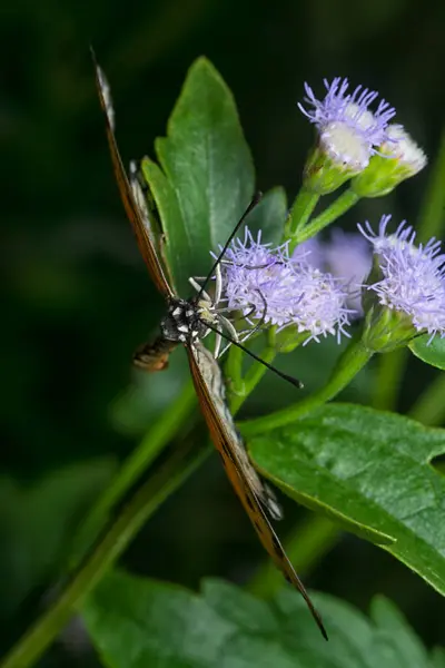 stock image macro shot of the tawny coster butterfly perching on the billygoat flower.  