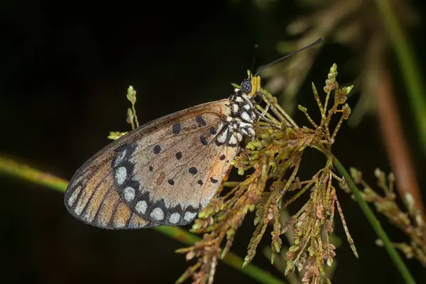 stock image macro shot of the tawny coster butterfly perching on the billygoat flower.  