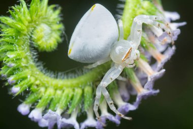 macro shot of the Thomisus callidus crawling on the Heliotropium indicum flower.     clipart