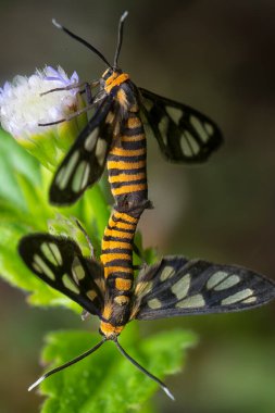 macro shot of the tiger moth mating on the stem of the billygoat flower.