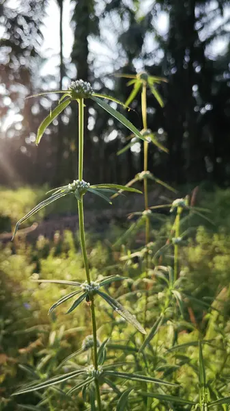 stock image Bushy mitracarpus hirtus wildflower weed growing by the rural pathway.