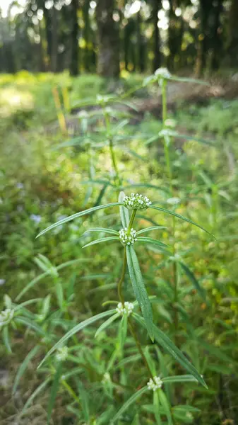 stock image Bushy mitracarpus hirtus wildflower weed growing by the rural pathway.