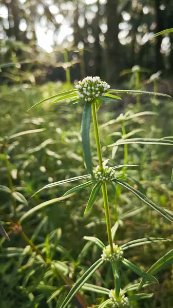 stock image Bushy mitracarpus hirtus wildflower weed growing by the rural pathway.