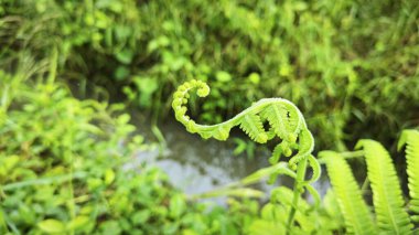 Frond apex of the wild fern shoots. clipart