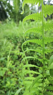 Frond apex of the wild fern shoots. clipart