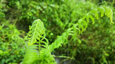 Frond apex of the wild fern shoots. clipart