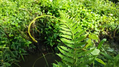 Frond apex of the wild fern shoots. clipart