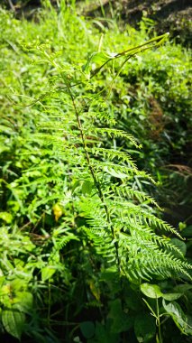 Vahşi eğrelti otunun ön ucu filizleniyor..