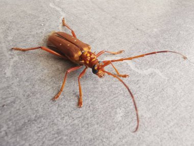 Brown prionid beetle crawling on the floor. clipart