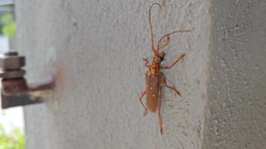 Kahverengi ilkel böcek yerde sürünüyor.. 