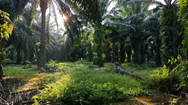 Yağ palmiyesi çiftliğindeki canlı yeşil bitki örtüsü manzarası.