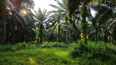 Yağ palmiyesi çiftliğindeki canlı yeşil bitki örtüsü manzarası.