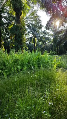 Yağ palmiyesi çiftliğindeki canlı yeşil bitki örtüsü manzarası.