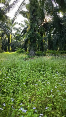 Yağ palmiyesi çiftliğindeki canlı yeşil bitki örtüsü manzarası.