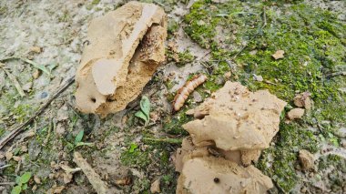 Kazı alanındaki olay yeri yerden yükselen tepe karınca yuvası..