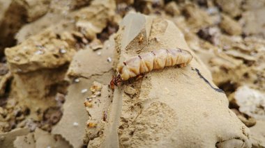 Scene inside the dig up mound hill termite nestle from the ground. clipart