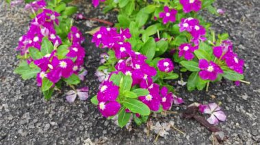 Yağmurdan sonra kataranthus gül yapraklarının üzerine damlacıklar..   