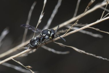 Close shot of the Stenodyneriellus guttulatus wasp  clipart