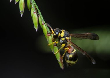 Stenodyneriellus bağırsak arısına yakın çekim 