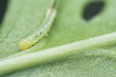 close shot of a tiny green hawk moth caterpillar feeding on leaves. clipart