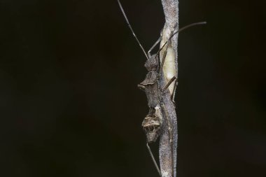Brown riptortus pedestris böceğinin yakın çekimi