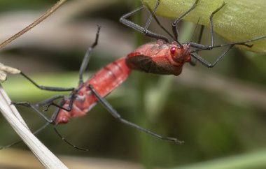 Close shot of the tiny leptocoris augur mating. clipart