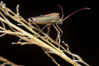 Close shot of the Cletus stink bug clipart