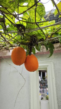 Dikenli momordika koçinensis meyvesi asma ağacında asılı..