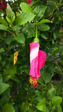 güzel kırmızı ev bitkisi Hibiscus fragilis çiçeği.