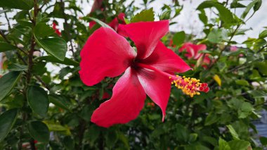 güzel kırmızı ev bitkisi Hibiscus fragilis çiçeği.
