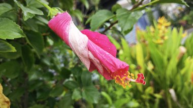 güzel kırmızı ev bitkisi Hibiscus fragilis çiçeği.