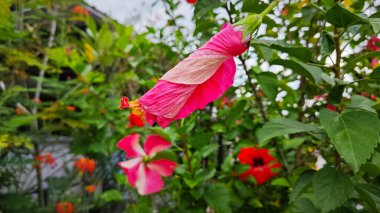güzel kırmızı ev bitkisi Hibiscus fragilis çiçeği.