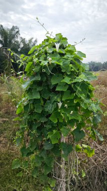 Sürünen sarmaşık kabağı meyveleri beton direğin etrafına tırmanıyor..