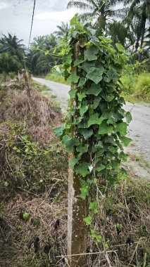 Sürünen sarmaşık kabağı meyveleri beton direğin etrafına tırmanıyor..
