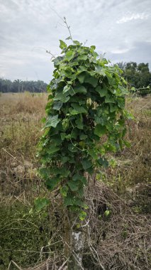 Sürünen sarmaşık kabağı meyveleri beton direğin etrafına tırmanıyor..