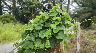 Sürünen sarmaşık kabağı meyveleri beton direğin etrafına tırmanıyor..