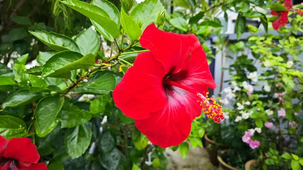 güzel kırmızı ev bitkisi Hibiscus fragilis çiçeği.