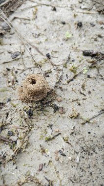 Formicary Anthill Kum Yuvası 'nın zeminine bakıyor..