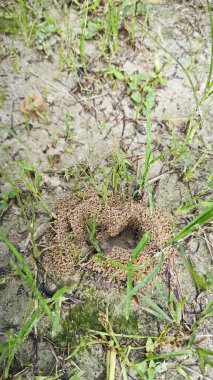 Formicary Anthill Kum Yuvası 'nın zeminine bakıyor..