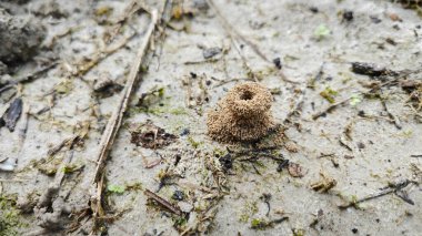 Formicary Anthill Kum Yuvası 'nın zeminine bakıyor..