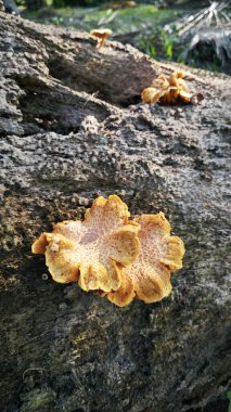 Vahşi Pluteus cervinus mantarları ölü palmiye ağacının gövdesinde..