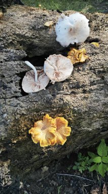 Vahşi Pluteus cervinus mantarları ölü palmiye ağacının gövdesinde..