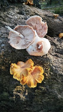 Vahşi Pluteus cervinus mantarları ölü palmiye ağacının gövdesinde..