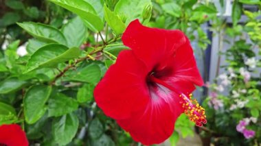 güzel kırmızı ev bitkisi Hibiscus fragilis çiçeği. 