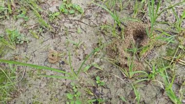 Formicary Anthill Kum Yuvası 'nın zeminine bakıyor..