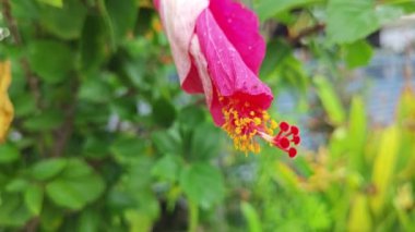 güzel kırmızı ev bitkisi Hibiscus fragilis çiçeği. 