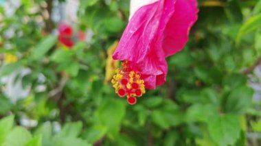 güzel kırmızı ev bitkisi Hibiscus fragilis çiçeği. 