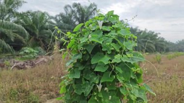 Sürünen sarmaşık kabağı meyveleri beton direğin etrafına tırmanıyor.. 