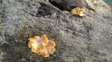 Vahşi Pluteus cervinus mantarları ölü palmiye ağacının gövdesinde.. 