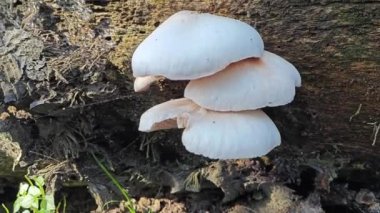 Vahşi Pluteus cervinus mantarları ölü palmiye ağacının gövdesinde.. 